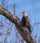 2nd Apr 2018 - Pileated Woodpecker - male