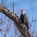 Pileated Woodpecker - male by dridsdale