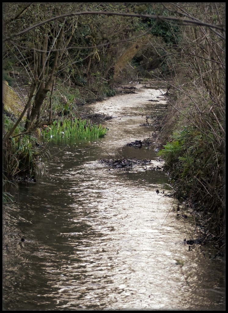 Returning stream and green. by jokristina