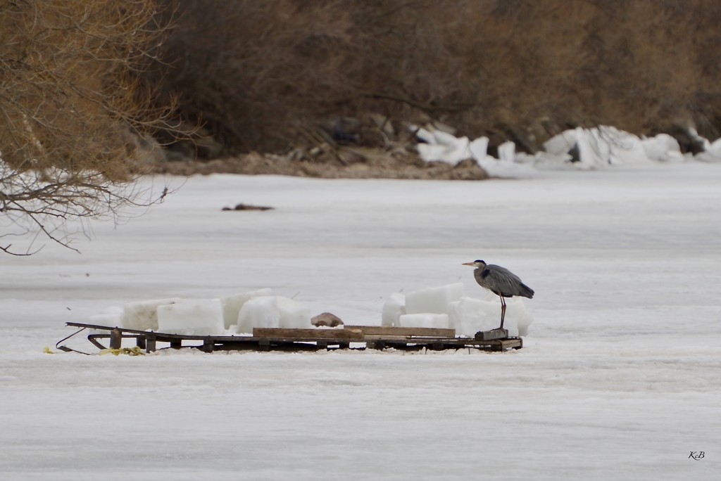 Heron on Ice by kathiecb