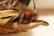 4th Apr 2018 - Red Admiral's eye