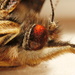 Red Admiral's eye by jesika2