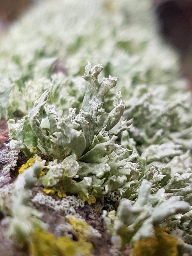 Lovely lichen by julienne1