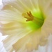 Daffy Daffodil 3 by daisymiller