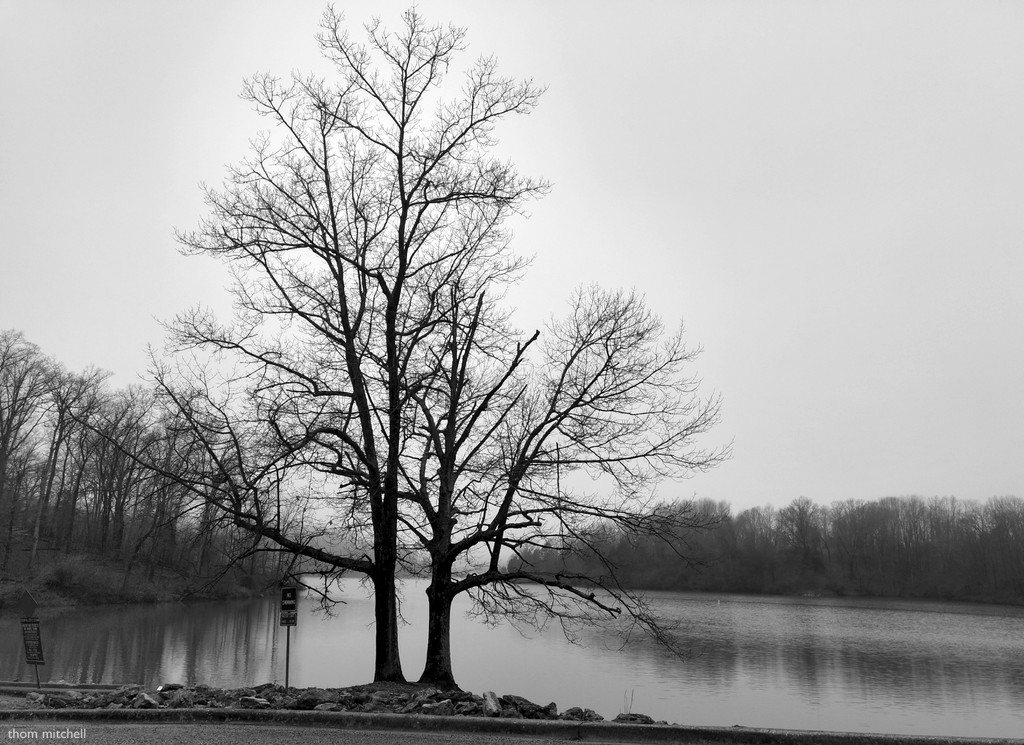 Two trees at Cedar Lake by rhoing
