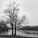 Two trees at Cedar Lake by rhoing