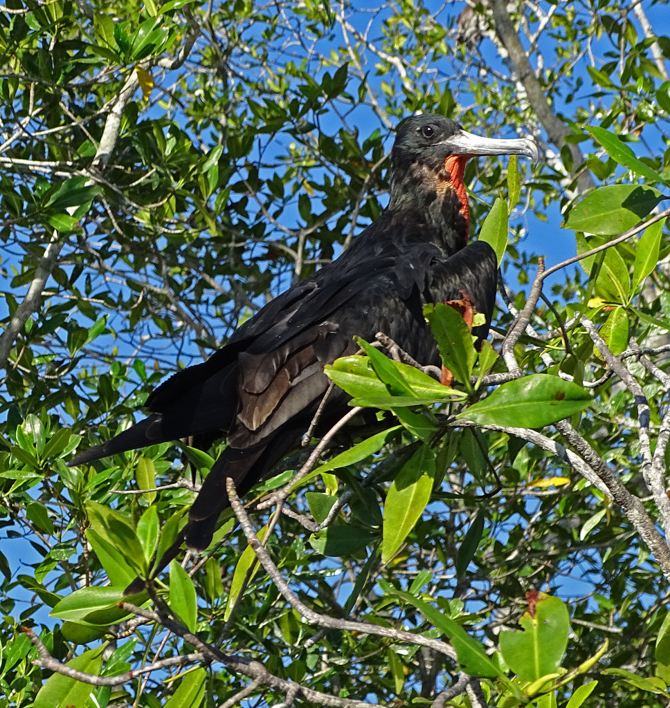 Magnificent Frigatebird, Costa Rica by annepann
