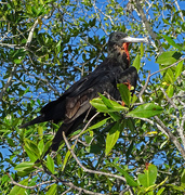 12th Mar 2018 - Magnificent Frigatebird, Costa Rica