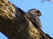 15th Mar 2018 - Lesser Nighthawk, Costa Rica