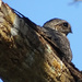 Lesser Nighthawk, Costa Rica by annepann