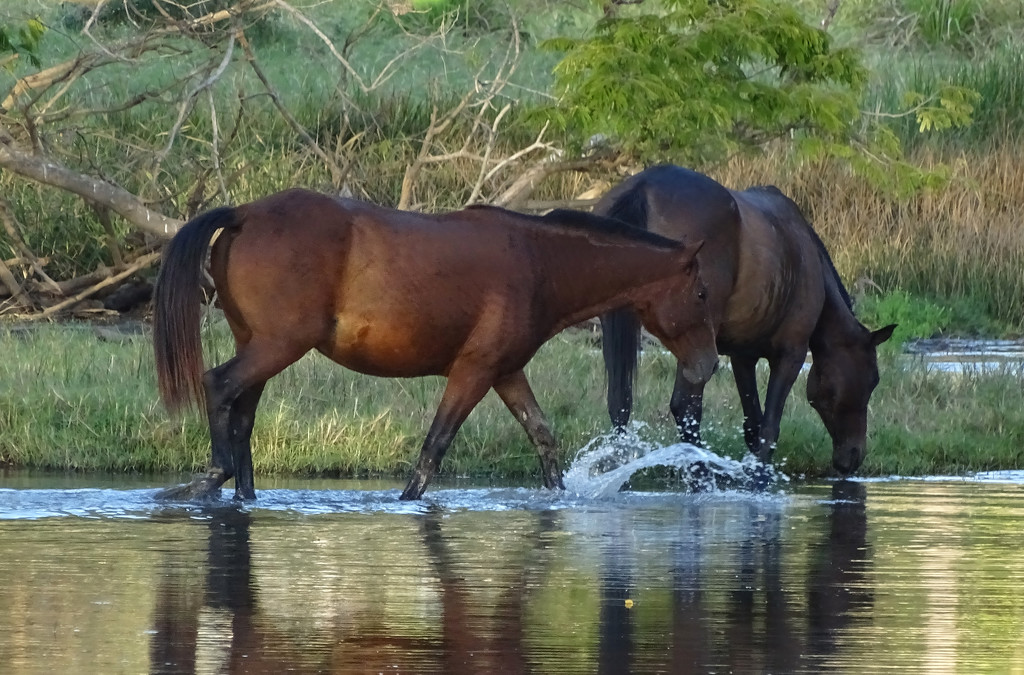 Horses, Costa Rica by annepann