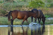 16th Mar 2018 - Horses, Costa Rica