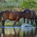 Horses, Costa Rica by annepann