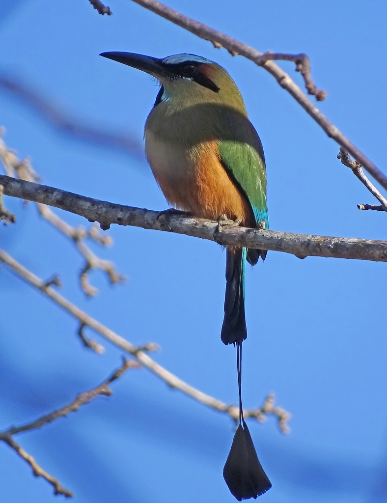 Turquoise-browed Motmot, Costa Rica by annepann