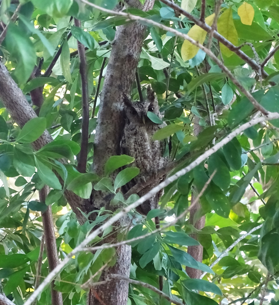 Pacific Screech-Owl, Costa Rica by annepann