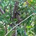 Pacific Screech-Owl, Costa Rica by annepann