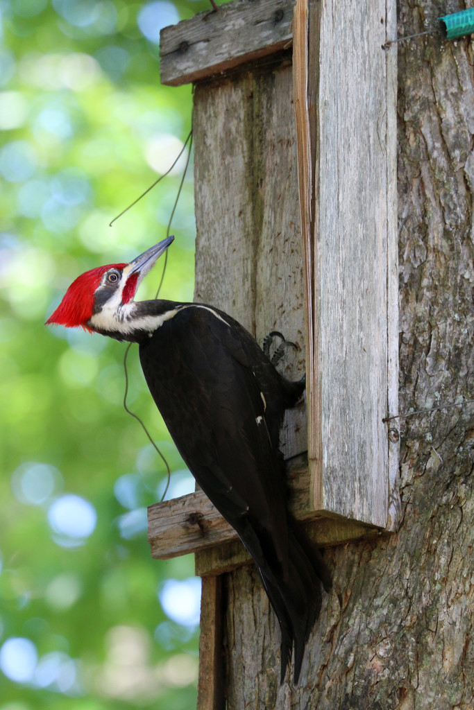 Woodpecker by ingrid01
