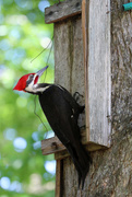 2nd Apr 2018 - Woodpecker