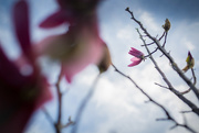 2nd Apr 2018 - Magnolia Blooms