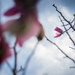 Magnolia Blooms by tina_mac