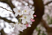 28th Mar 2018 - Spring In Full Bloom