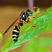 Wasp amongst the mint leaves by kiwinanna