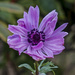 Anemone by tonygig