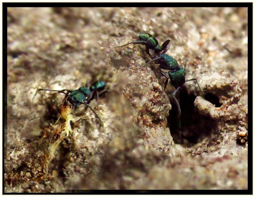 Busy little termite exterminators. by robz