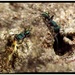 Busy little termite exterminators. by robz