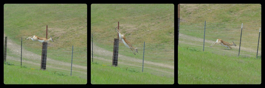 antelope making a clean getaway by bigdad
