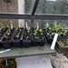 seedlings by arthurclark