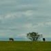 Oklahoma cattle at 70 mph by louannwarren