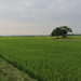 Neighbourhood rice fields by gilbertwood