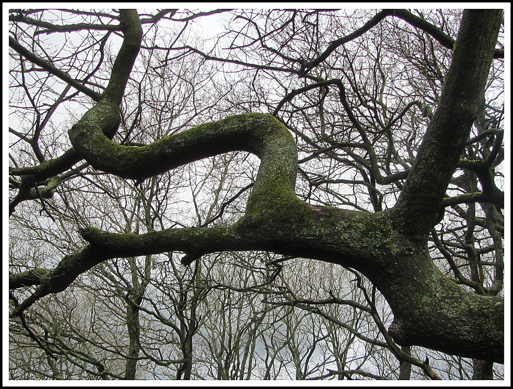 An old flexible tree branch. by grace55