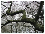 4th Apr 2018 - An old flexible tree branch.