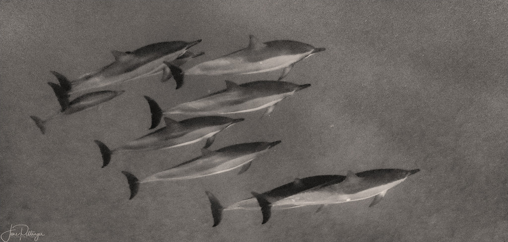 Spinner Dolphins B and W by jgpittenger