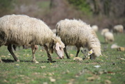 2nd Apr 2018 - Sheeps