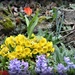My spring garden by rosiekind