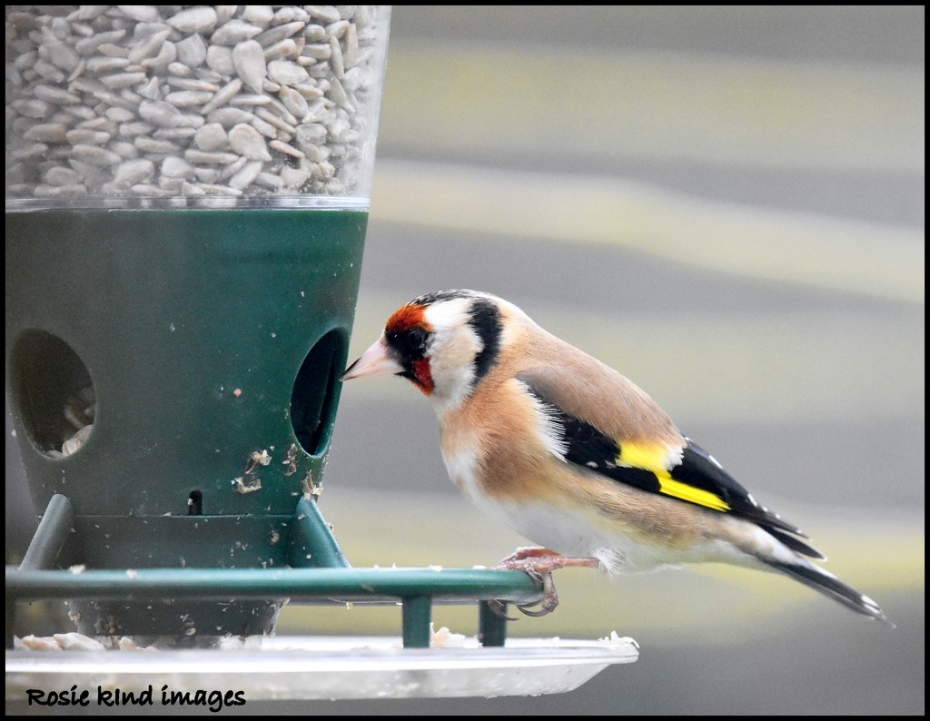One of my little goldfinch friends by rosiekind
