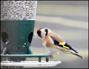 4th Apr 2018 - One of my little goldfinch friends