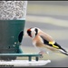 One of my little goldfinch friends by rosiekind
