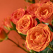 spray roses by jernst1779