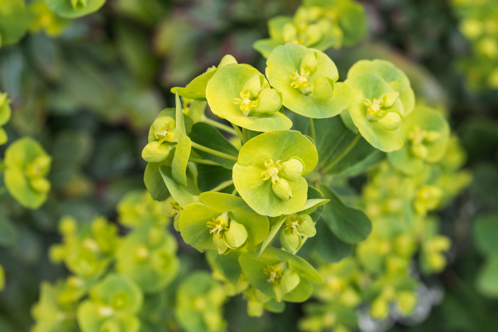 Euphorbia by rumpelstiltskin