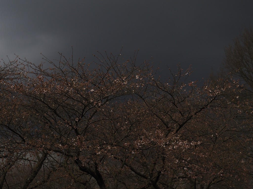 Blossom in the storm by jacqbb