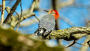 4th Apr 2018 - Red-bellied Woodpecker on a branch wide