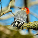 Red-bellied Woodpecker on a branch wide by rminer