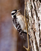 4th Apr 2018 - Downy Woodpecker Portrait