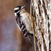 Downy Woodpecker Portrait by rminer