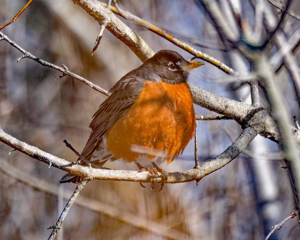 American Robin in a tree by rminer