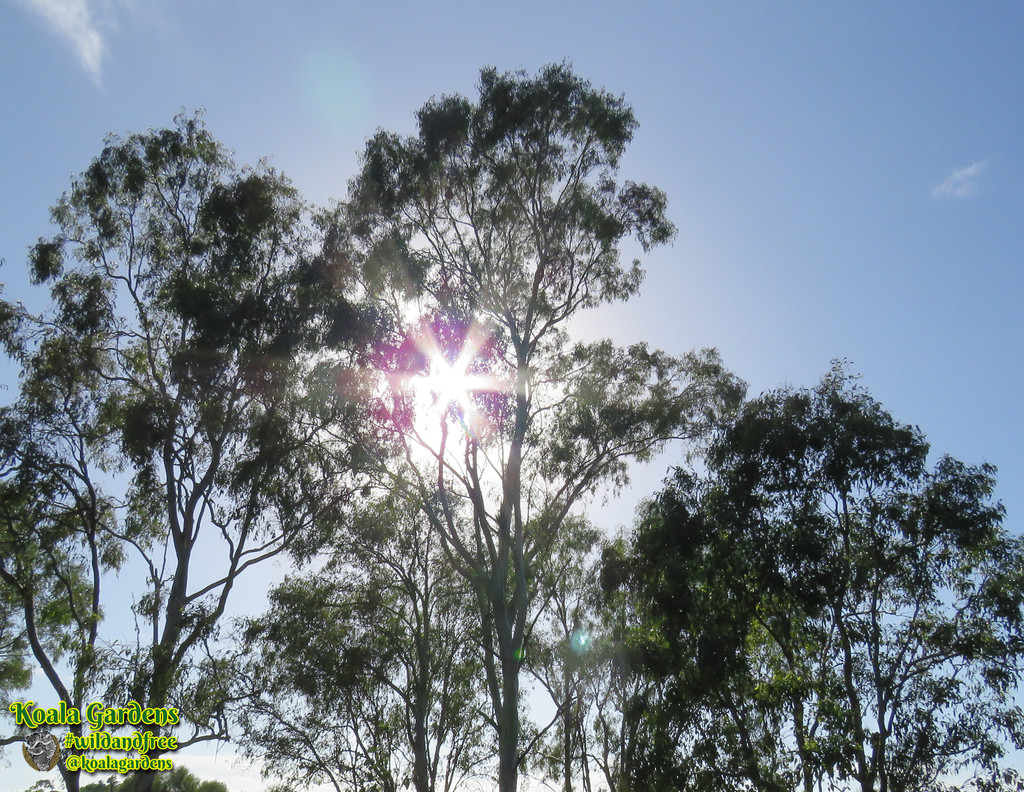 sunburst and koala by koalagardens